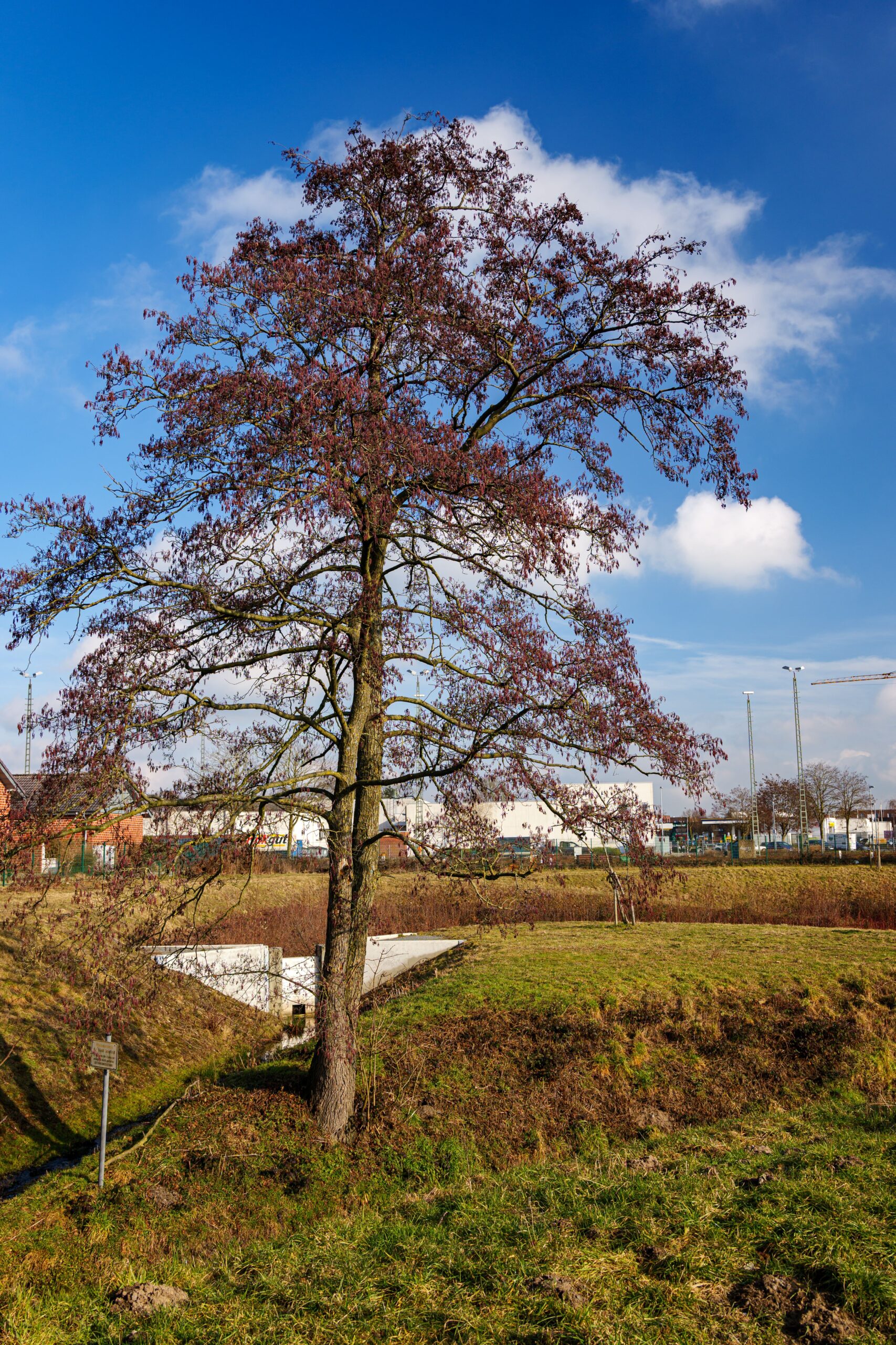 Meerstammige krentenboom